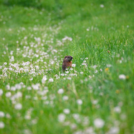 A groundhog in a grassy field. Self-esteem therapy for men in Kingston, Ontario
