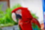 close up shot of a red parrot