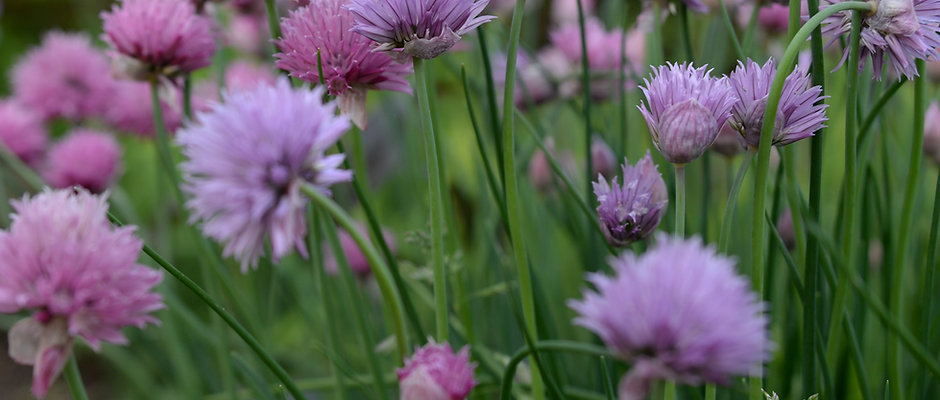 Chives