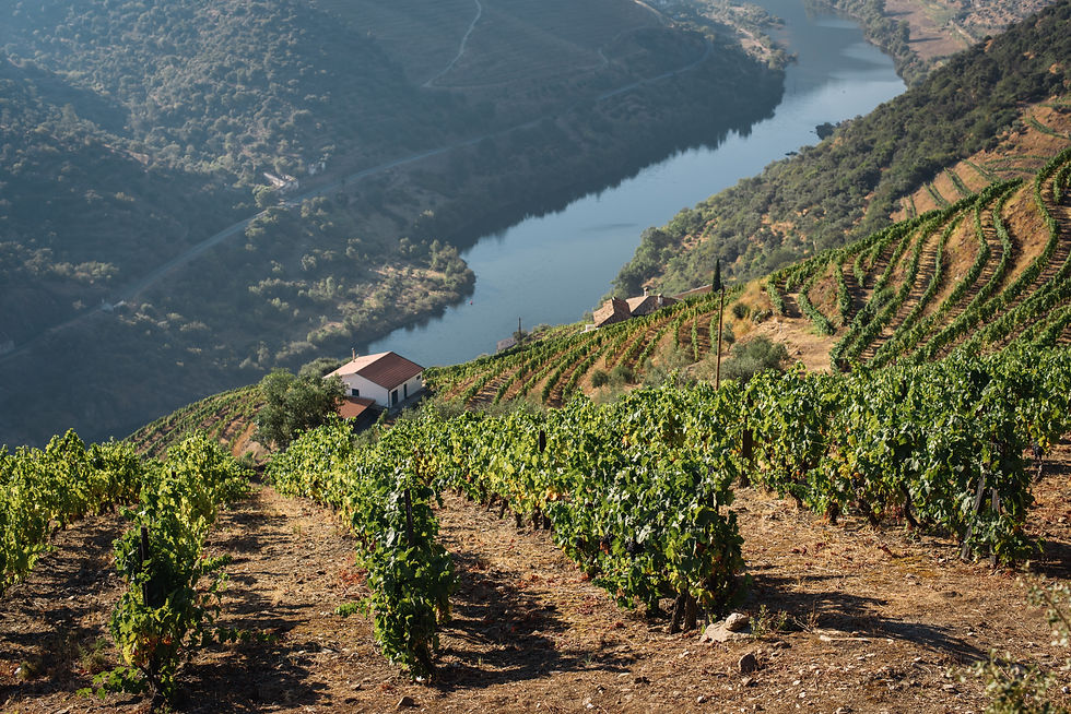 Blick ins Duro Tal in Portugal.