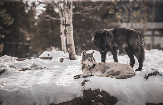 Image by Luemen Carlson