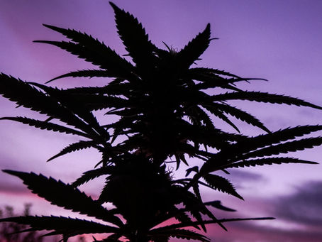 Cultivating Autoflowering Cannabis in USDA Transition Zones 6 & 7: A Guide by Red House Seed Co.