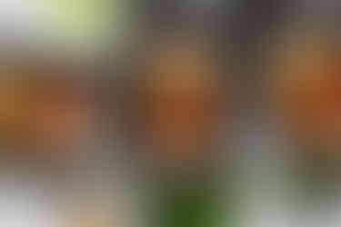 Meal Planning for Fighters vs Busy Professionals