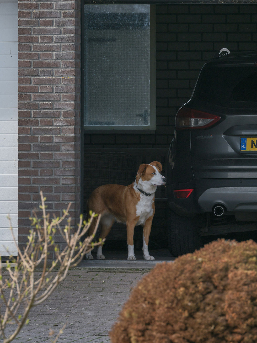 What Is the Average Dog Bite Settlement?