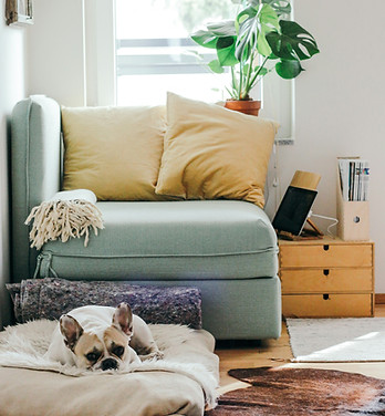 staged sunny living room with dog relaxing on the floor