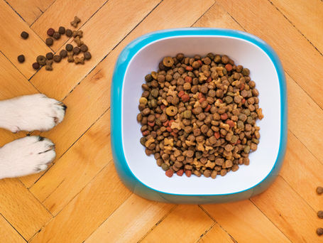 Berkshire Humane Society entregará gratis hasta 1,300 bolsas de alimento para perros y gatos