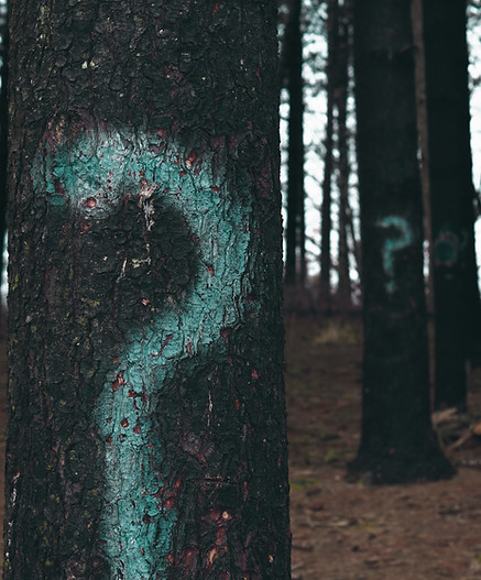 Image by Evan Dennis