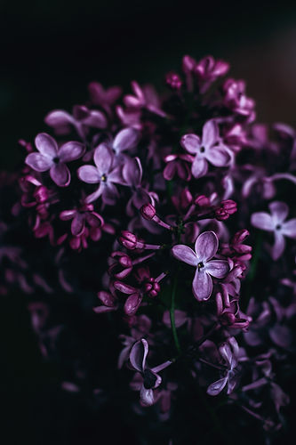 Image by Roksolana Zasiadko