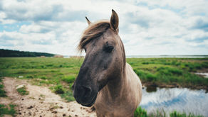 Віртуальна Латвія