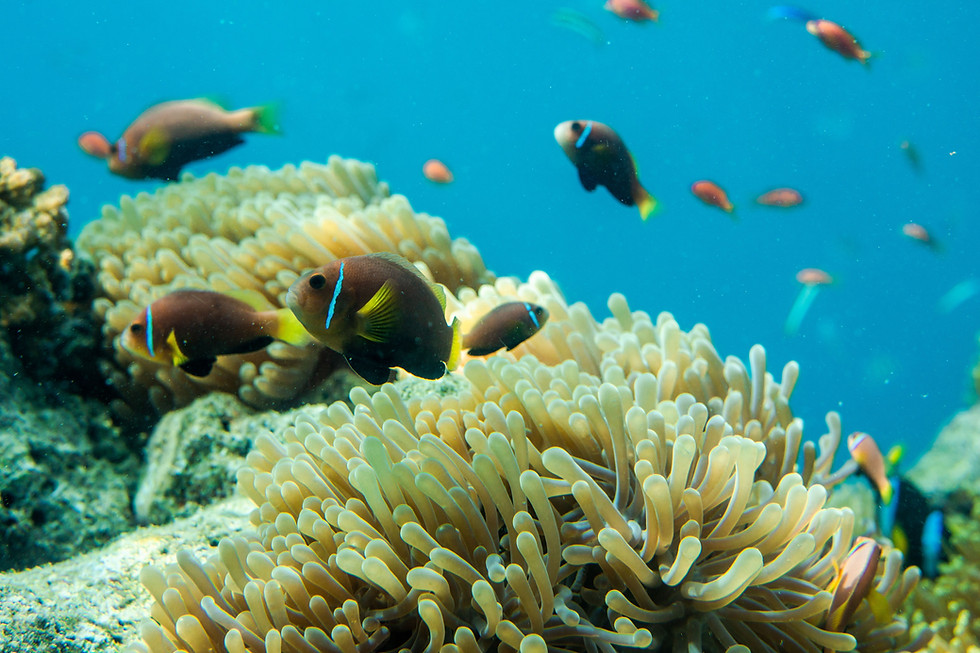 Miniatura: Maldive: vita lenta e avventura