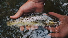 New Hoot-Owl Restrictions Go Into Effect On Some Rivers In Southwest, Central Montana 
