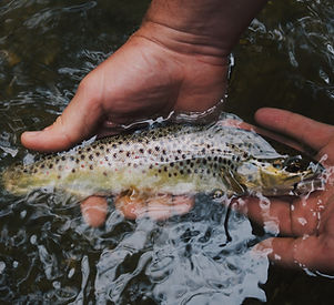 Image by Hunter Brumels