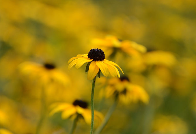 Image by Ken Goulding