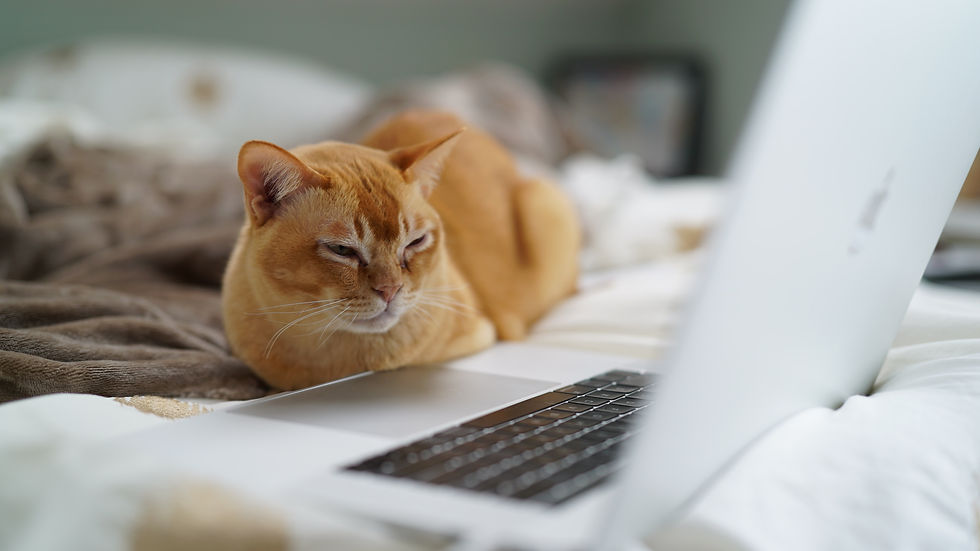 short haired orange cat sitting in front of an open laptop
