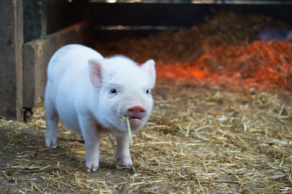 A white pig chewing on some straws - Dreams and Visions the fire in my soul