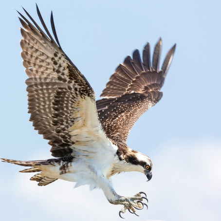 Teach a bird to fish.