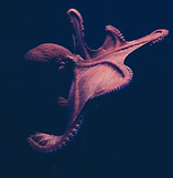 Image by Isabel Galvez