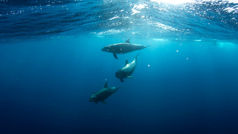 The High Seas Treaty begins in the classroom