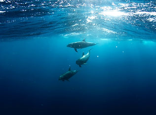 Image by Talia Cohen