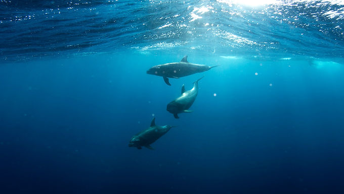I Delfini di Atlantide