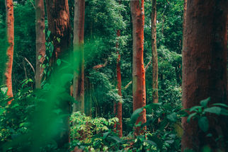 Image by Arun Babu Thomas