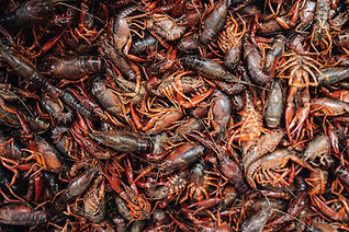 One 30lb sack of live crawfish.