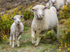 Rama's White Knight Report - January 13, 2023