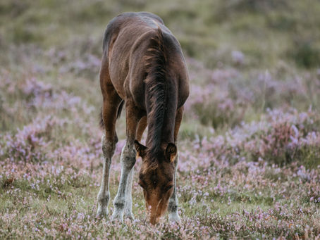 How Can Working with Horses Rewire Your Brain? The Neuroplastic Power of EAP