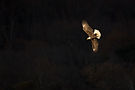 Image by Ray Hennessy