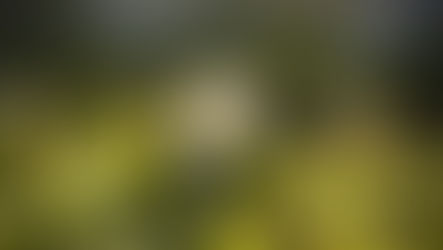 Get your garden ready for summer