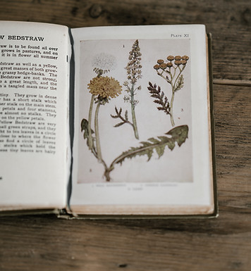 Image by Annie Spratt