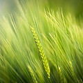 picture of wheat to depict food allergies