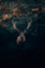ree