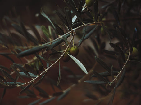 A Gift from the Greek Gods: Olive Oil