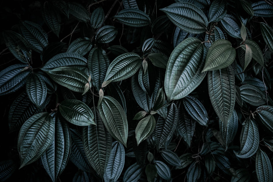 Image by Daniel Öberg