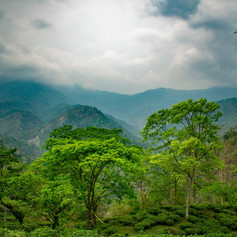 darjeeling