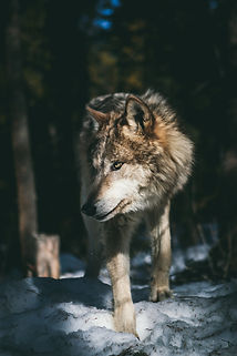 Image by Andrew Ly