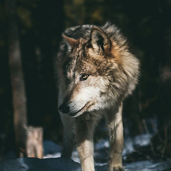 Image by Andrew Ly