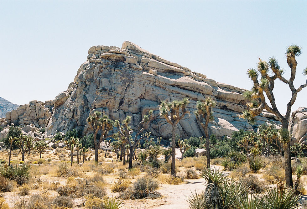 Joshua trees in Joshua Tree National Park in California