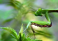 Image by David Clode
