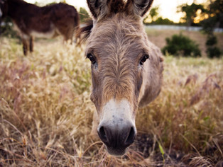 Donkeypower