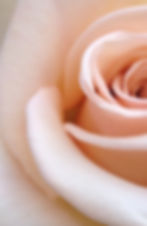 rose petals