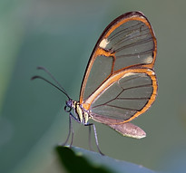 Image de Filipe Resmini