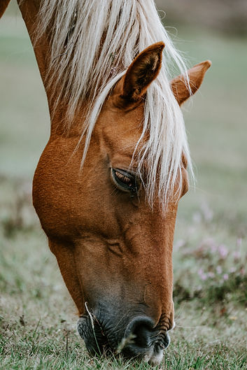 Image by Annie Spratt