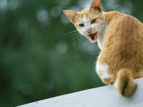 cat hissing