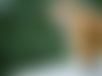 cat hissing