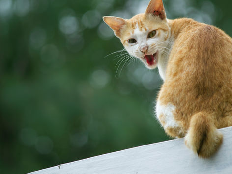 A hissing orange cat representing anger.