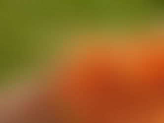 L’Chaim Farm, the Only Cholov Yisroel Kosher Farm in Florida, Hosts Farmers Market Every Sunday 