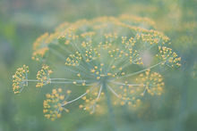 Image by Ursula Drake