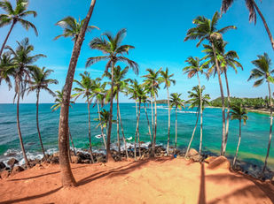 Palm trees beside the ocean with blue sky and coastal landscape background.